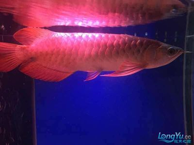 紅龍魚為什么趴缸底下：紅龍魚趴缸底下可能有多種原因