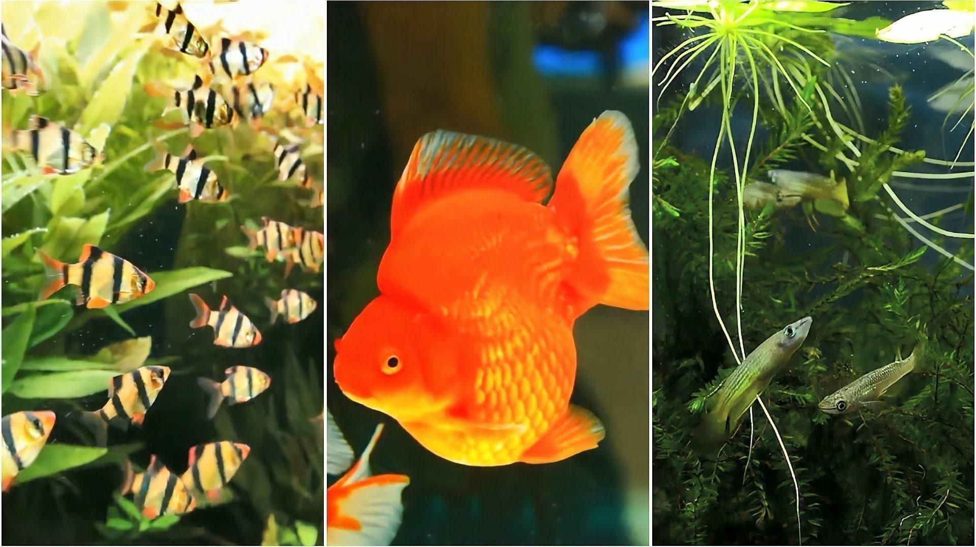 哪些魚(yú)不能混在一起養(yǎng)