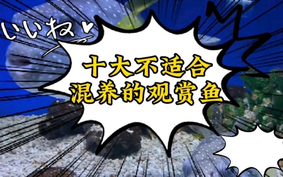 哪些魚(yú)不能混在一起養(yǎng)