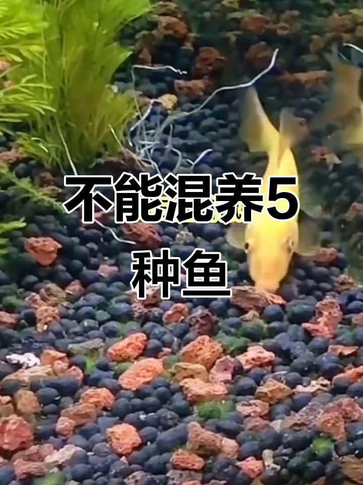 哪些魚(yú)不能混在一起養(yǎng)