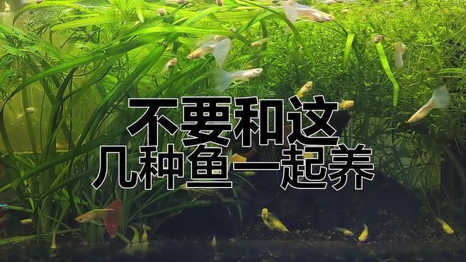 哪些魚(yú)不能混在一起養(yǎng)