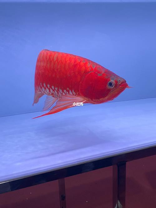 印尼紅龍魚圖片高清壁紙大全豎屏