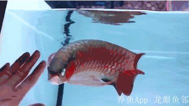 印尼紅龍魚圖片高清壁紙大全豎屏