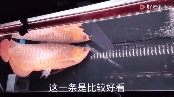 印尼紅龍魚圖片高清壁紙大全豎屏