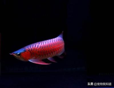 紅龍魚可以外塘養冬天嗎:冬季養殖紅龍魚的注意事項 龍魚百科 第4張 紅龍魚可以外塘養冬天嗎:冬季養殖紅龍魚的注意事項 紅龍魚可以外塘養冬天嗎:冬季養殖紅龍魚的注意事項 龍魚百科 第4張