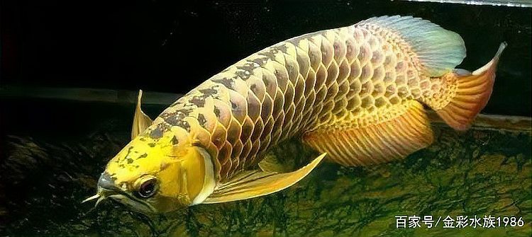 如何提高金龍魚的受精率？