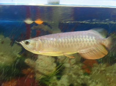 小龍魚的營養價值及功效（小龍魚不僅營養價值高，還具有多種健康功效）