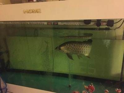 薩伊藍魚混養水質管理技巧：薩伊藍魚和龍魚混養的注意事項
