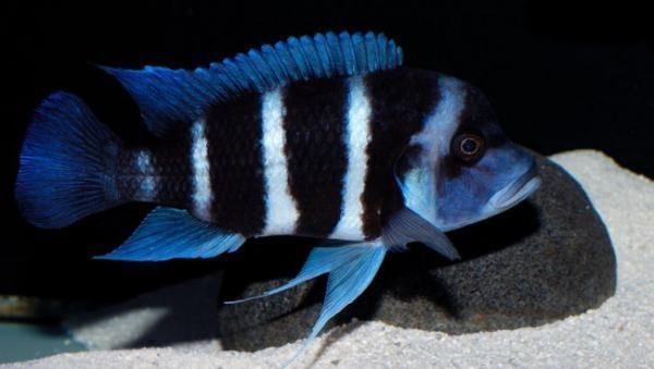 薩伊藍魚混養水質管理技巧：薩伊藍魚和龍魚混養的注意事項