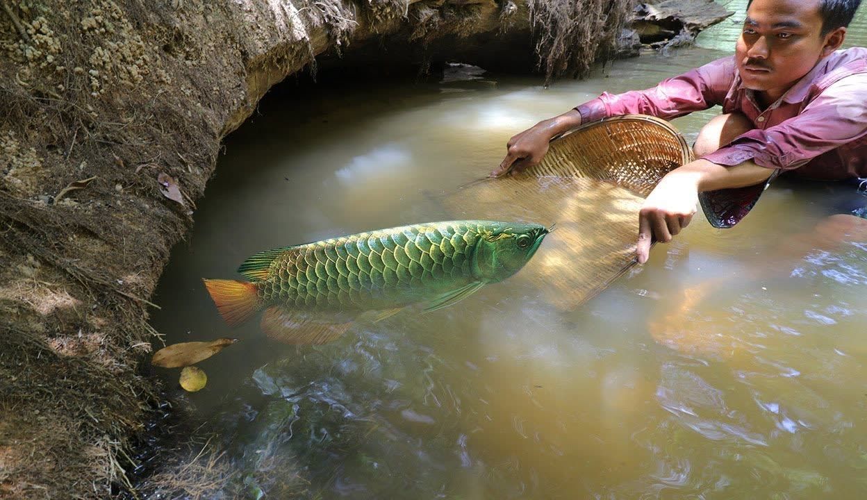 野生龍魚的天敵是什么龍魚的天敵是什么龍的天敵是什么：關于野生龍魚的天敵問題