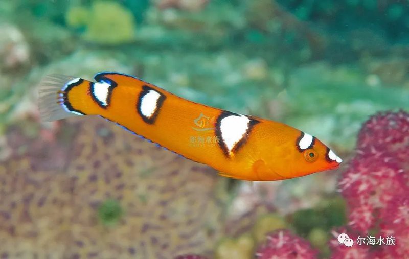 紅龍海水魚成年后有多大？