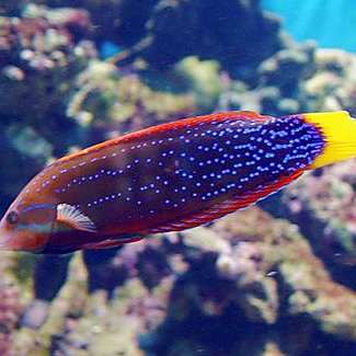 紅龍海水魚成年后有多大？