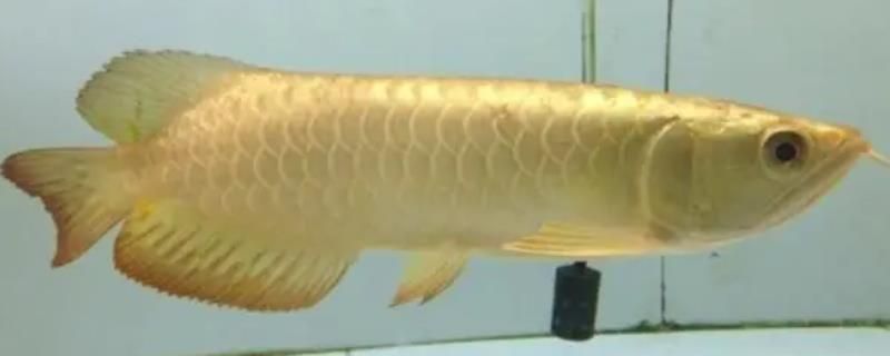 金龍魚(yú)需要爆氧嗎：金龍魚(yú)配什么魚(yú)合適