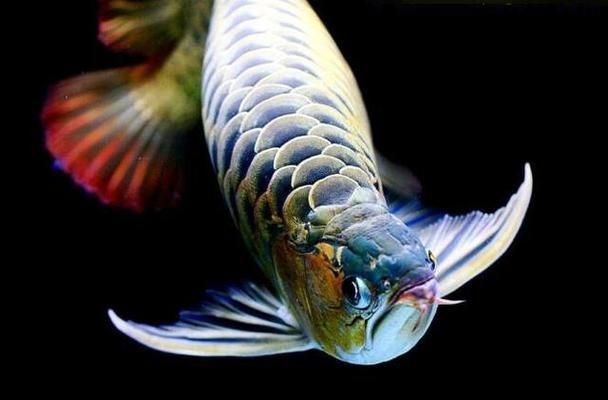 金龍魚的食物來源（金龍魚人工飼料的選擇）