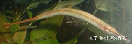 淡水海龍魚能吃紅蟲嗎圖片大全