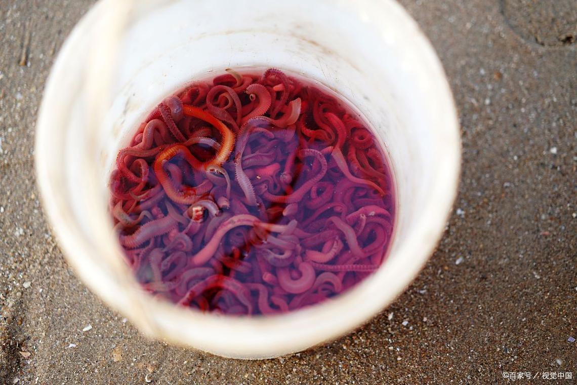 淡水海龍魚能吃紅蟲嗎圖片大全