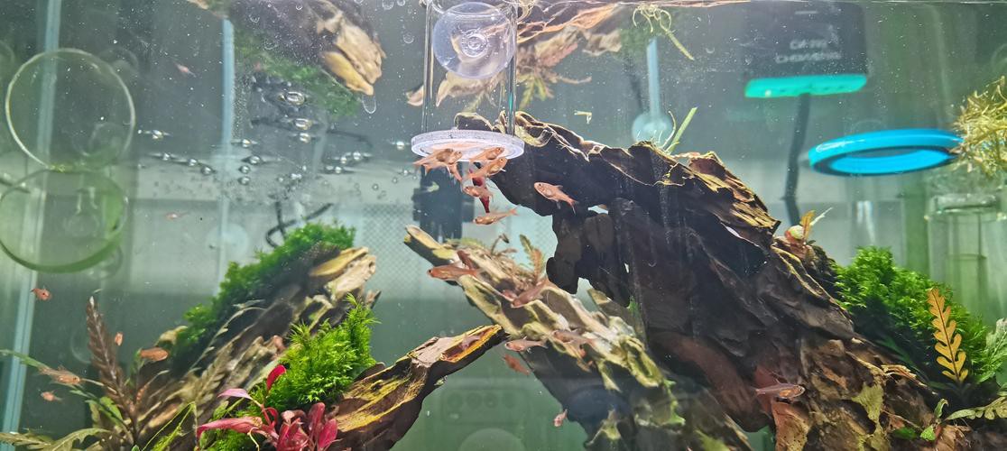 淡水海龍魚能吃紅蟲嗎圖片大全