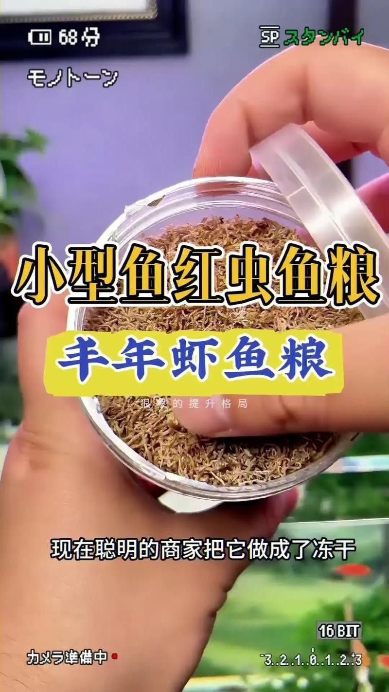 淡水海龍魚能吃紅蟲嗎圖片大全