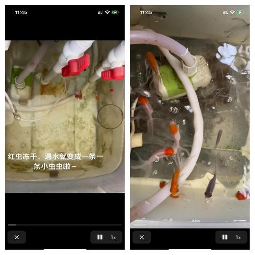 淡水海龍魚能吃紅蟲嗎圖片大全