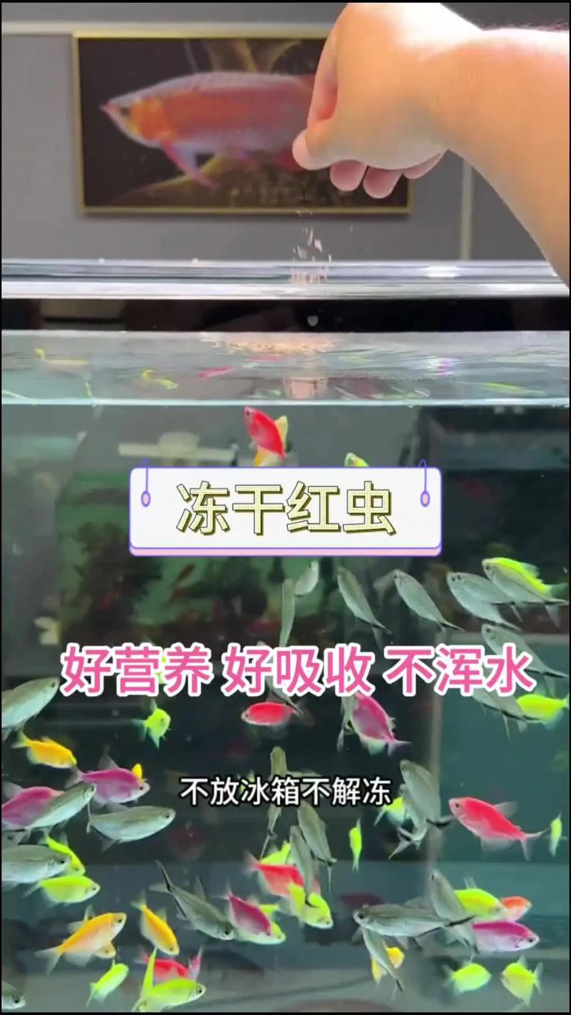 淡水海龍魚能吃紅蟲嗎圖片大全