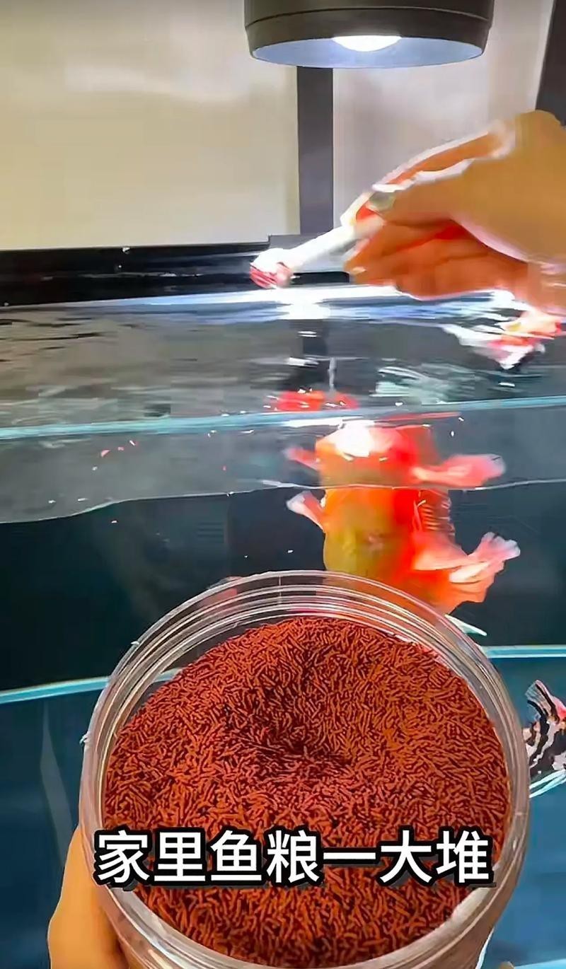 淡水海龍魚能吃紅蟲嗎圖片大全