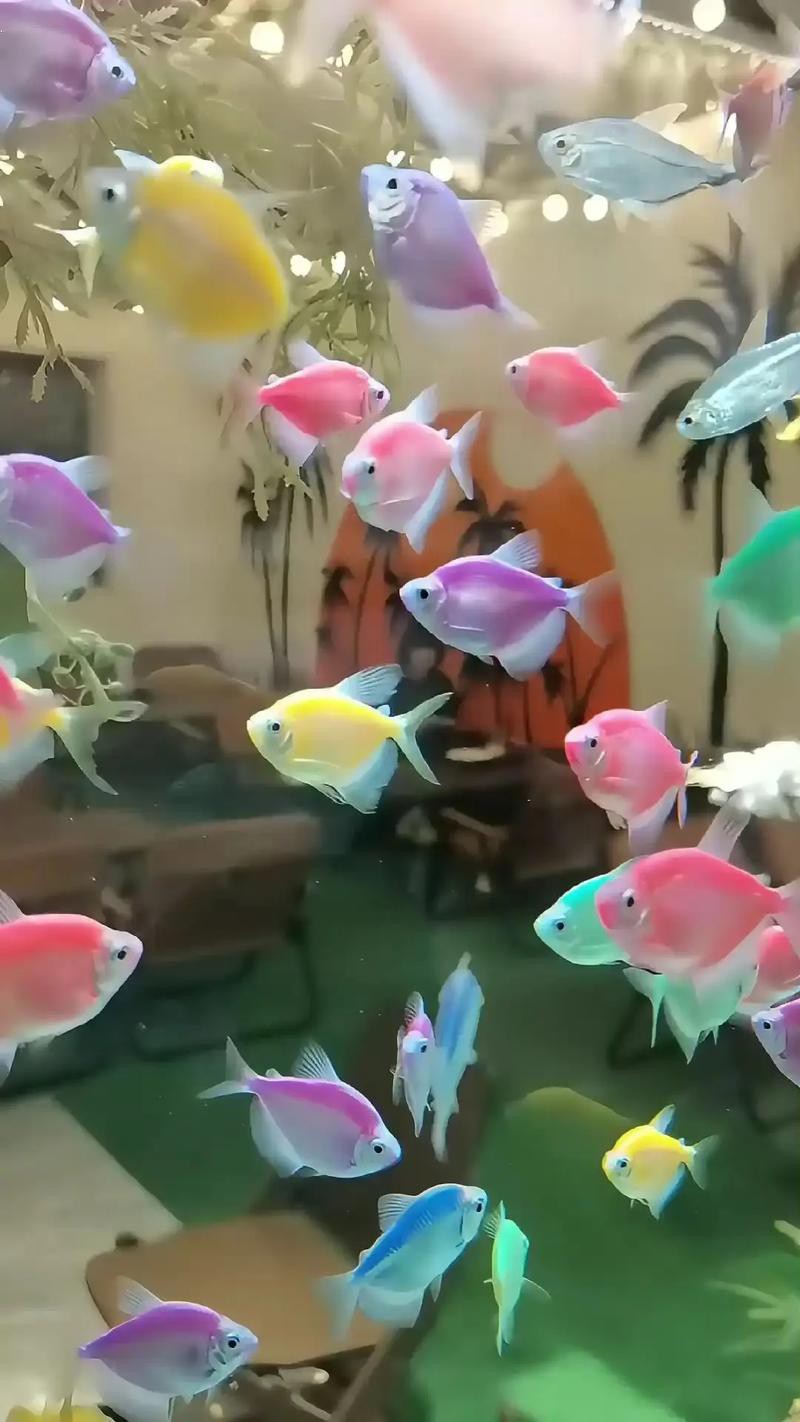 淡水海龍魚能吃紅蟲嗎圖片大全