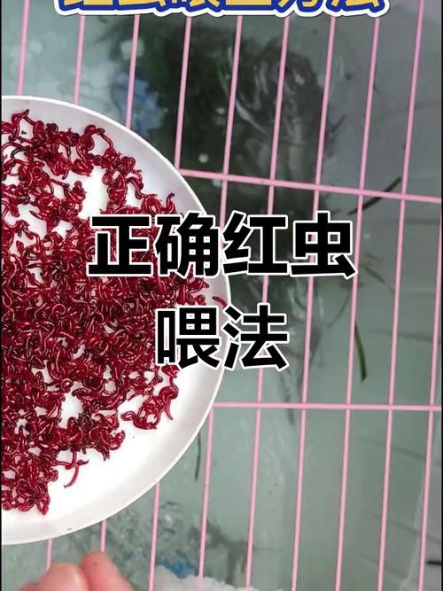 淡水海龍魚能吃紅蟲嗎圖片大全