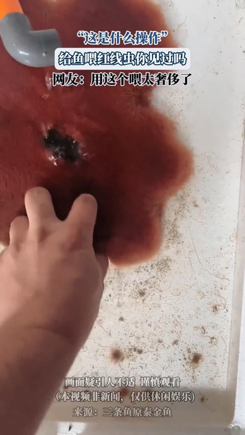 淡水海龍魚能吃紅蟲嗎圖片大全
