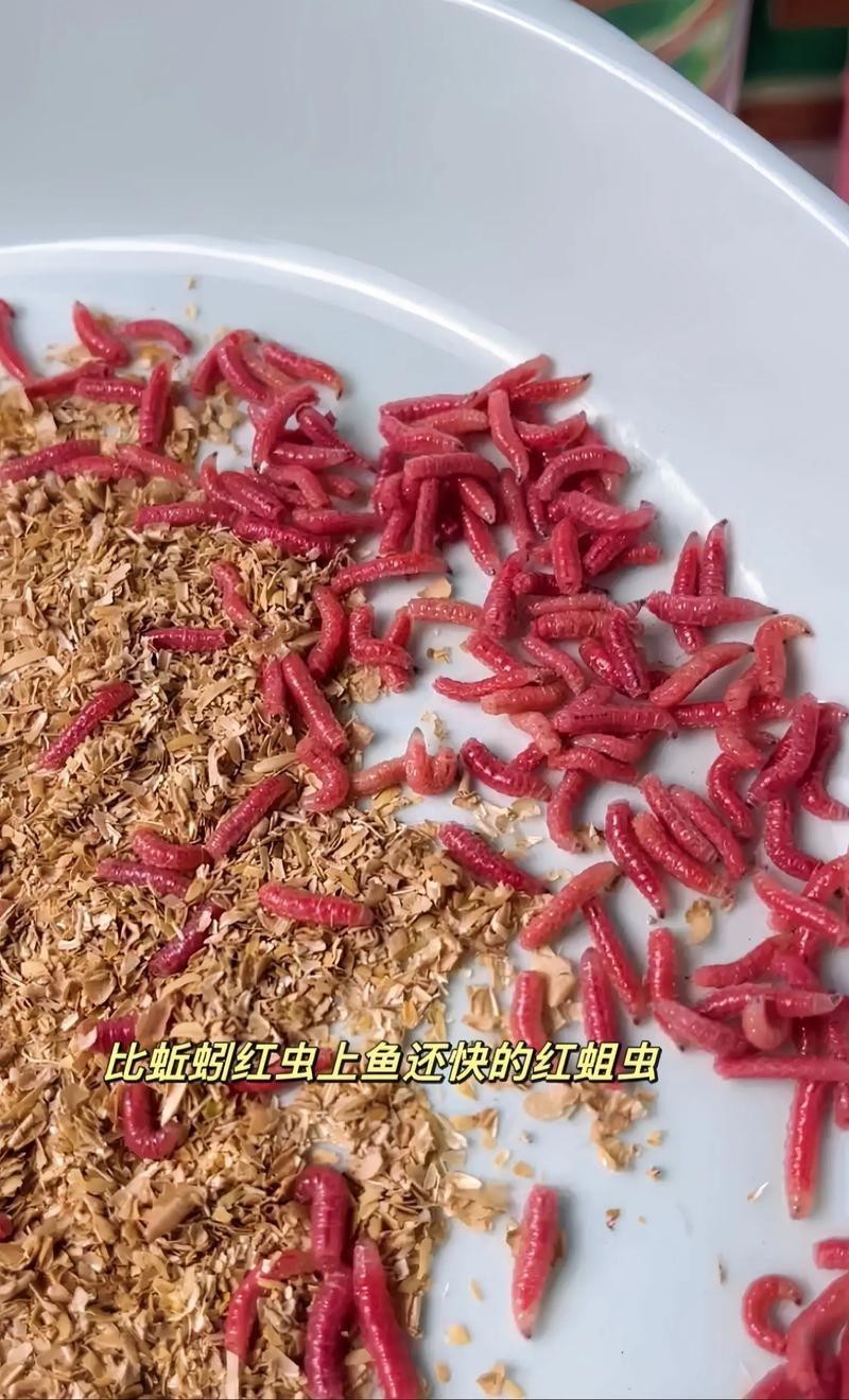 淡水海龍魚能吃紅蟲嗎圖片大全