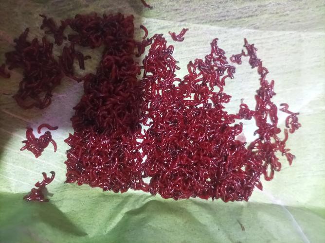 淡水海龍魚能吃紅蟲嗎圖片大全