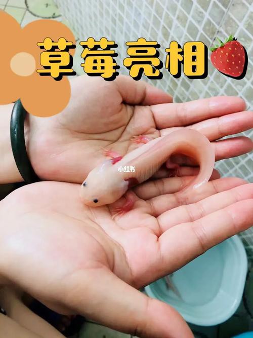 淡水海龍魚能吃紅蟲嗎圖片大全