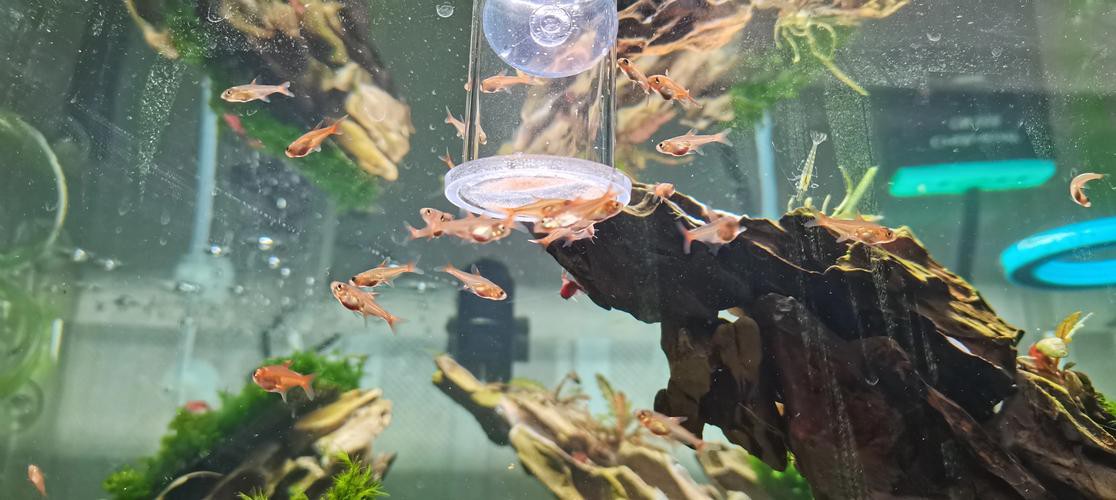 淡水海龍魚能吃紅蟲嗎圖片大全