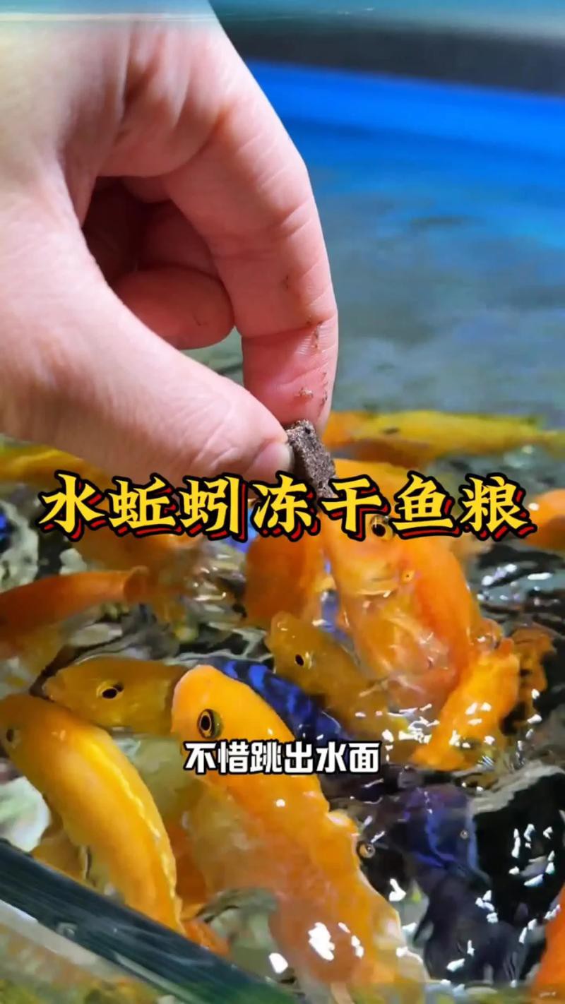 淡水海龍魚能吃紅蟲嗎圖片大全