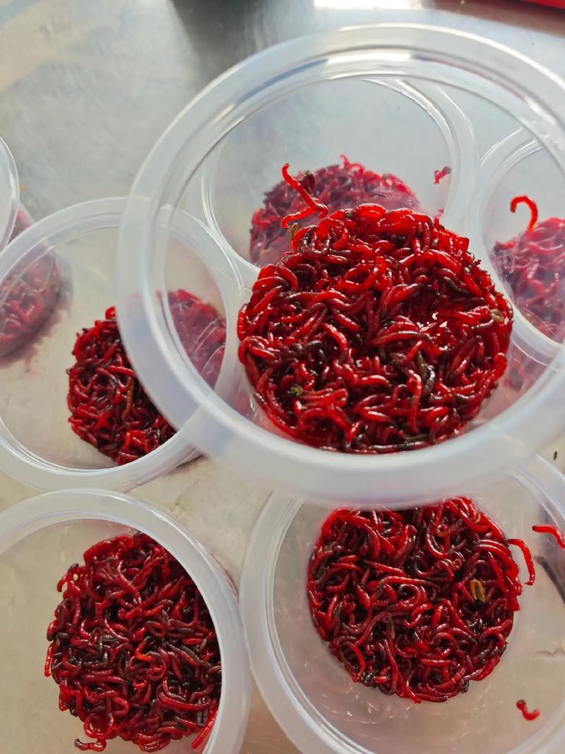 淡水海龍魚能吃紅蟲嗎圖片大全