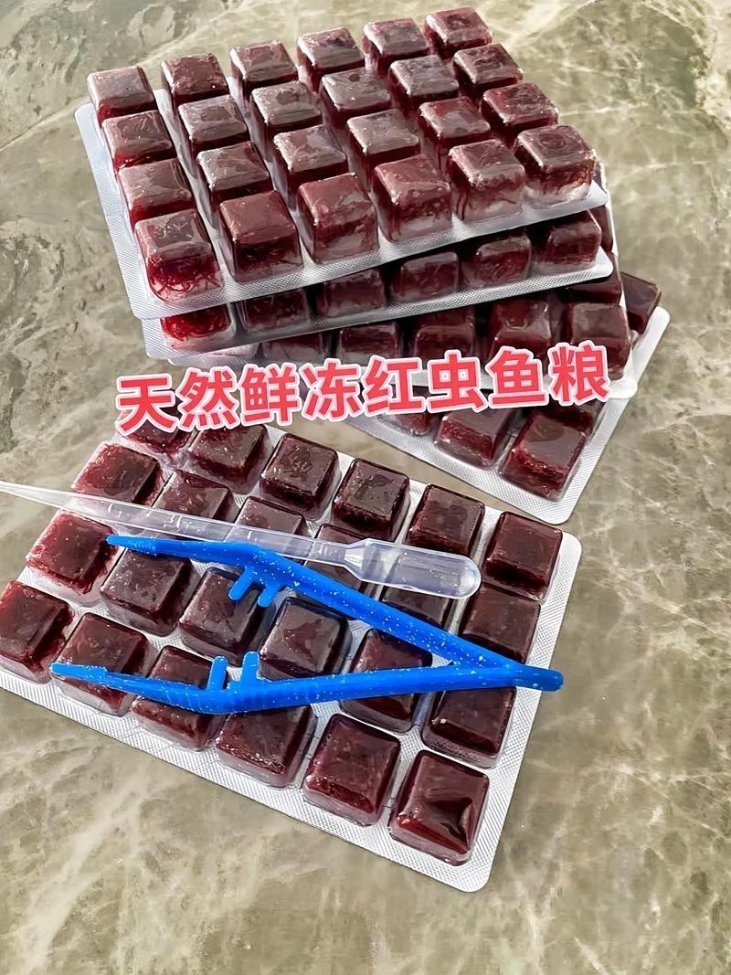 淡水海龍魚能吃紅蟲嗎圖片大全