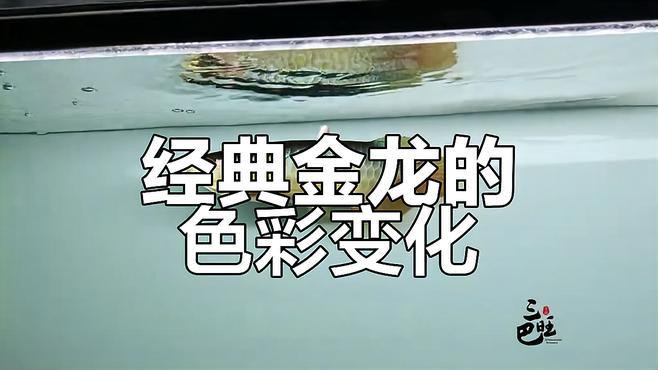 如何判斷金頭過背金龍魚是否開始變色？