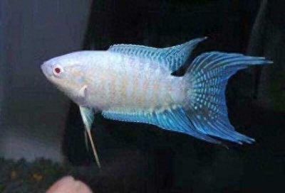 龍魚都在魚缸底層游意味什么：如何判斷龍魚在魚缸底層游動