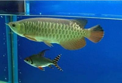 龍魚能長多少公分：幾種常見龍魚品種的生長長度詳情