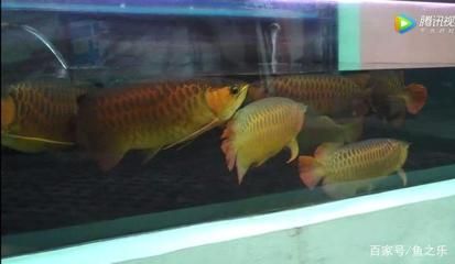 龍魚吃了清道夫會死嗎：龍魚吃了清道夫會死亡嗎？