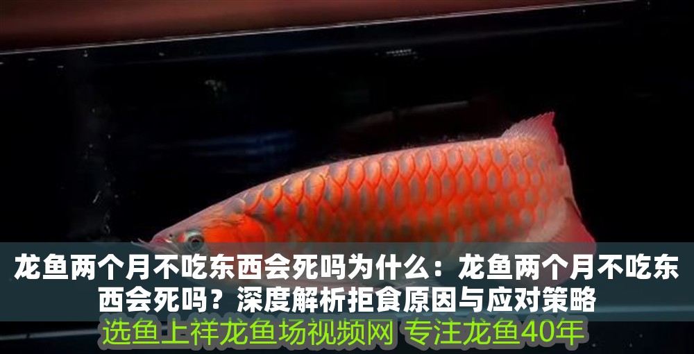 龍魚兩個月不吃東西會死嗎為什么：龍魚兩個月不吃東西會死嗎？深度解析拒食原因與應對策略 龍魚兩個月不吃東西會死嗎為什么：龍魚兩個月不吃東西會死嗎？深度解析拒食原因與應對策略 龍魚百科 第1張