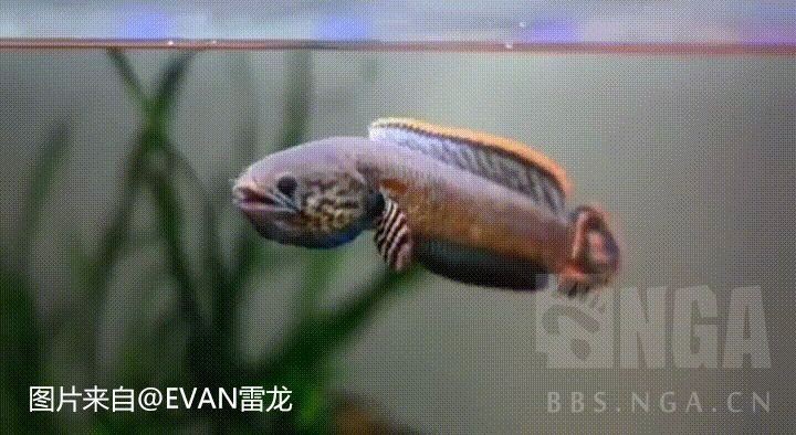 給我一些鬼王雷龍的飼養知識