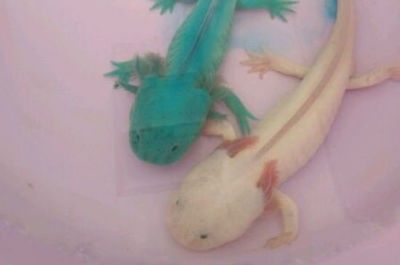 龍魚耐餓嗎：龍魚的耐餓性與其種類、年齡、健康狀況等因素有關(guān)