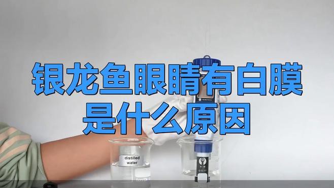 如何預(yù)防龍魚眼睛白膜的發(fā)生？