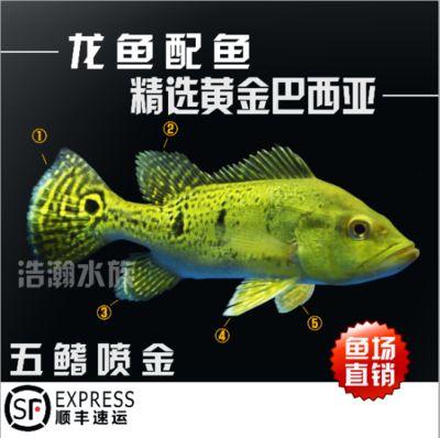 龍魚進口流程圖：簡化版的龍魚進口流程圖