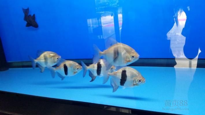 濟南哪里有賣龍魚的市場地址（濟南水族市場價格對比龍魚養殖技巧分享濟南水族市場營業時間）