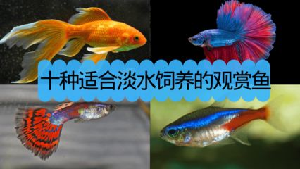 常見淡水觀賞魚的種類和特點是什么：常見淡水觀賞魚的種類和特點