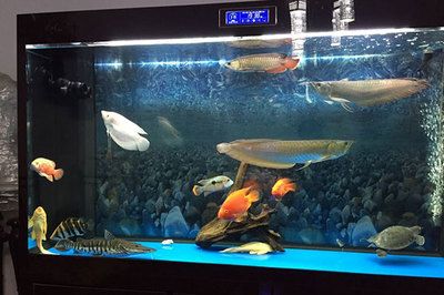 龍魚配什么中層魚：虎魚與其他魚類混養(yǎng)的注意事項(xiàng)