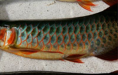 印尼十大龍魚品牌有哪些？：印尼十大龍魚品牌推薦政錫龍魚品牌及其它信息