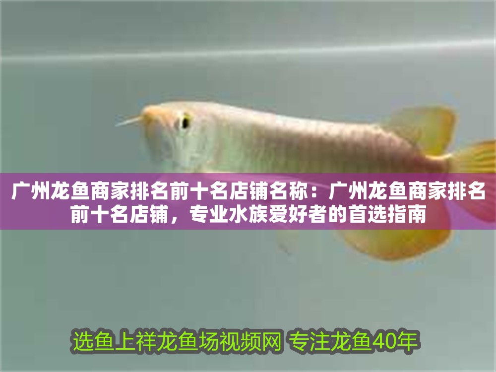 廣州龍魚商家排名前十名店鋪名稱：廣州龍魚商家排名前十名店鋪，專業(yè)水族愛好者的首選指南