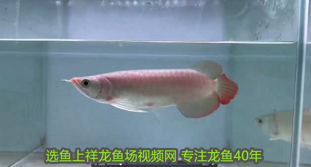廣州龍魚商家排名前十名店鋪名稱：廣州龍魚商家排名前十名店鋪，專業(yè)水族愛好者的首選指南